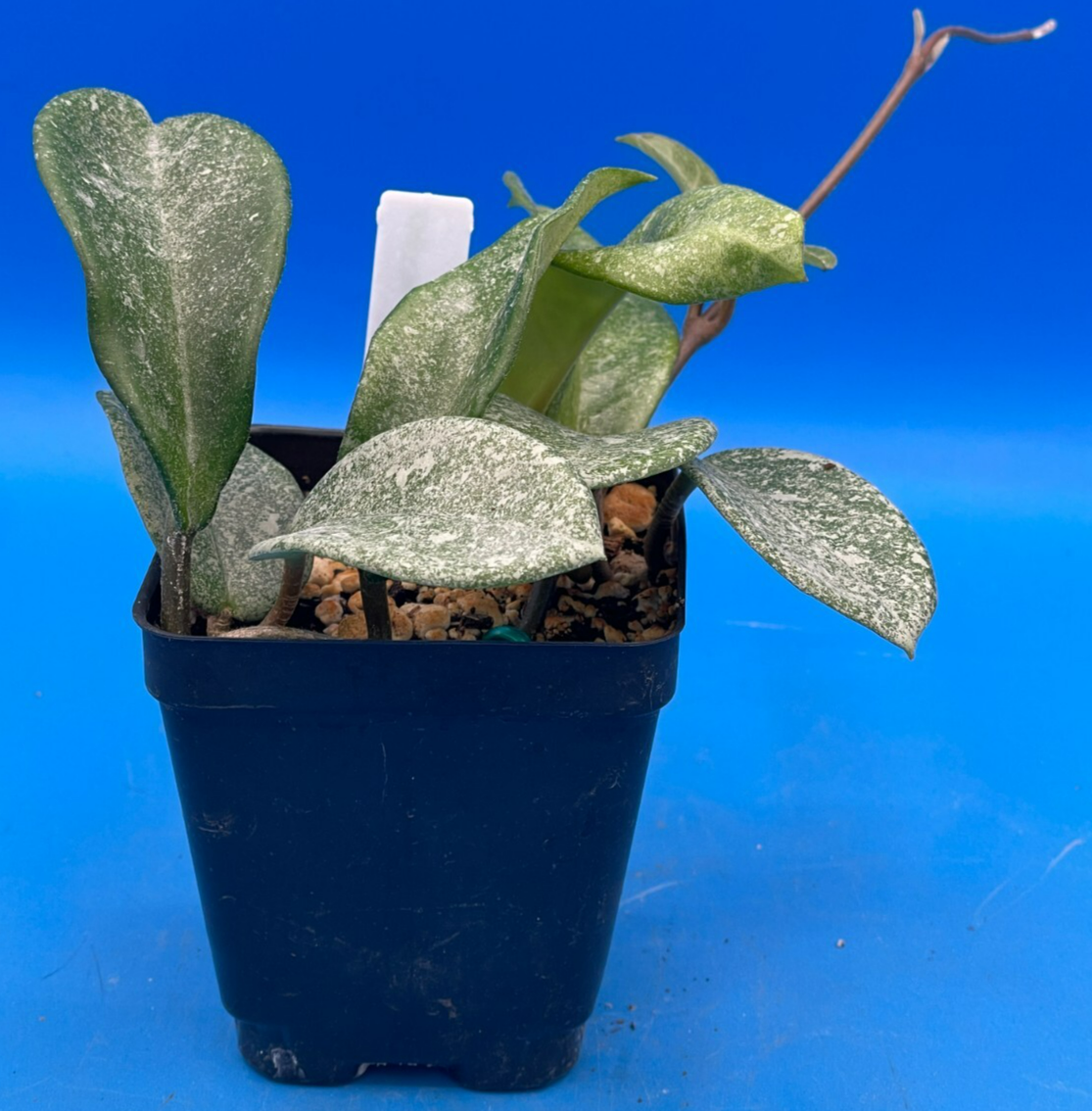 Hoya Carnosa ' Nova Ghost ' - 3.5 Inch Pot Super Healthy and Fully Rooted! (2)