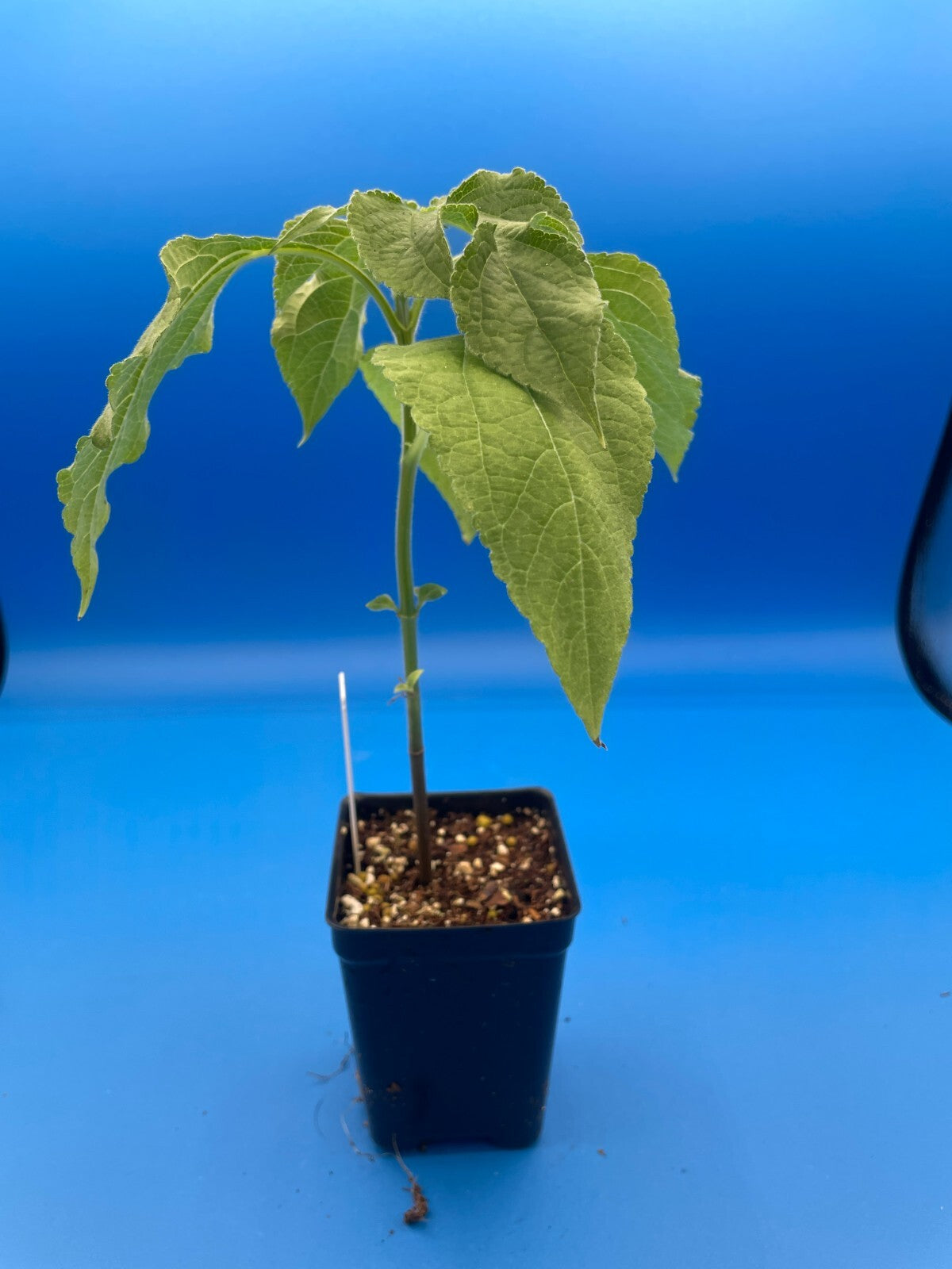 Mexican Sunflower Live Plant 3" Starter Pot - Tithonia Rotundifolia