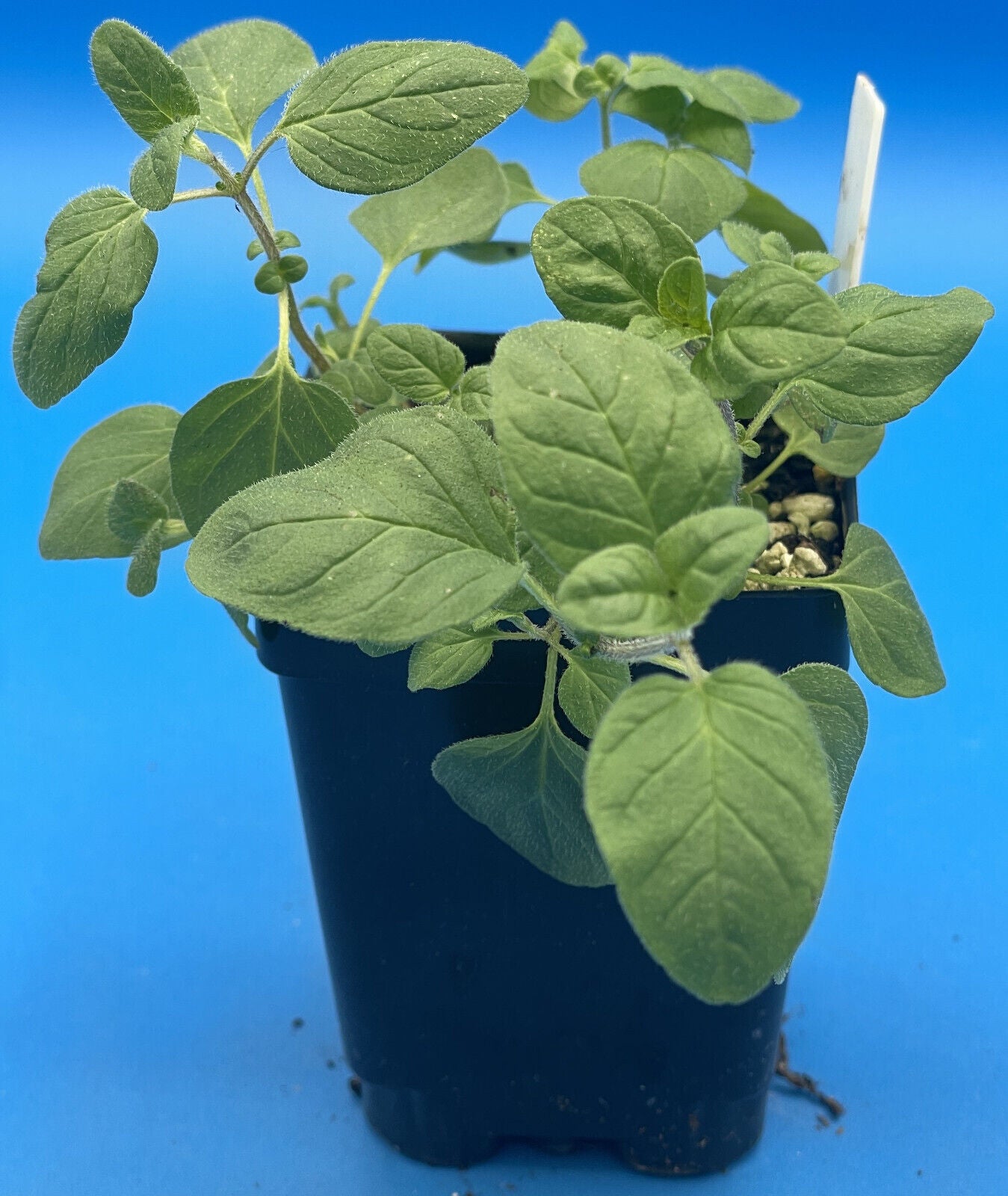 Italian Oregano Live Plant 3" Starter Pot - Origanum vulgare