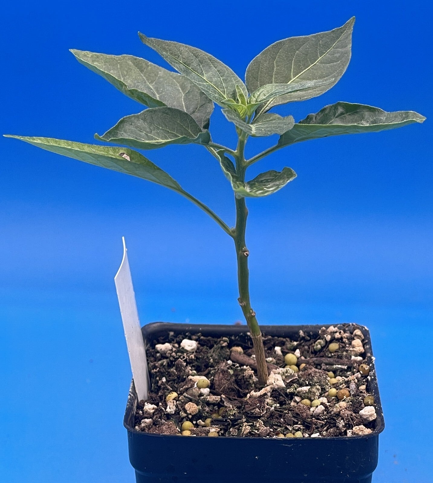 Tabasco Pepper Live 3" Starter Plant - Capsicum Chinense