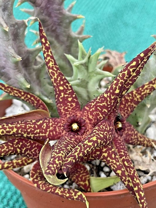 Orbea Lutea Var. Vaga  3.5" Pot WELL ROOTED!