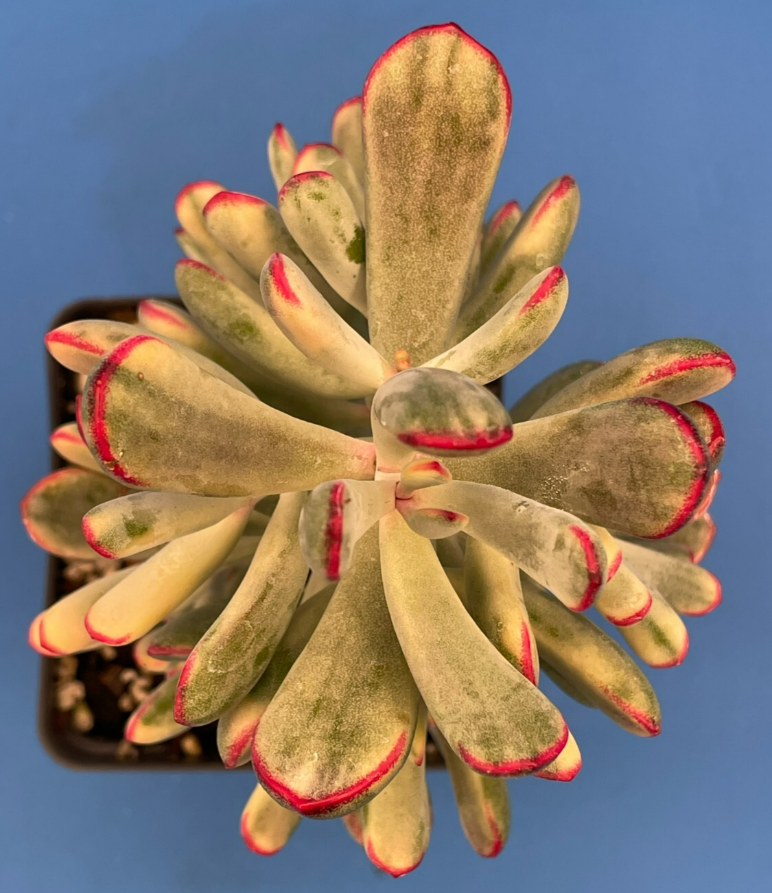 Cotyledon Orbiculata Flanaganii f. variegata! EXACT PLANT! Rare! 3.5" Pot (2)