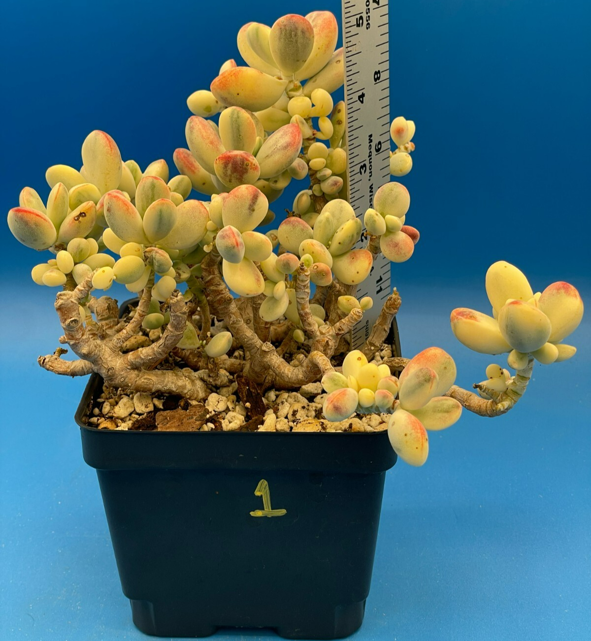 Cotyledon Orbiculata Var Oophylla f. Variegata! EXACT PLANT! Rare! 4.5" Pot (1)