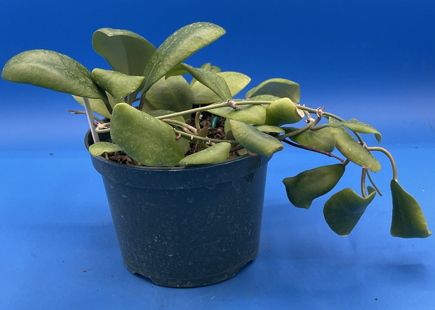 Hoya Lucardenasiana RARE! Exact Plant! Rooted - Grown In 5.5" pot - Very Healthy