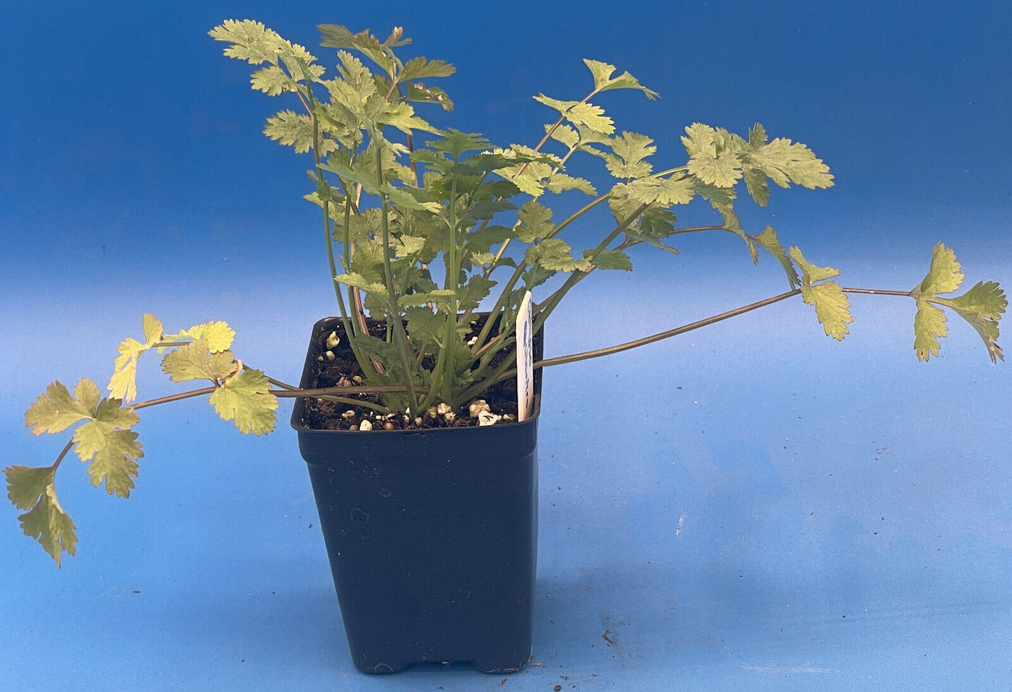 Cilantro Calypso Live Plant 3" Starter Pot - Coriandrum Sativum - Slow To Bolt!