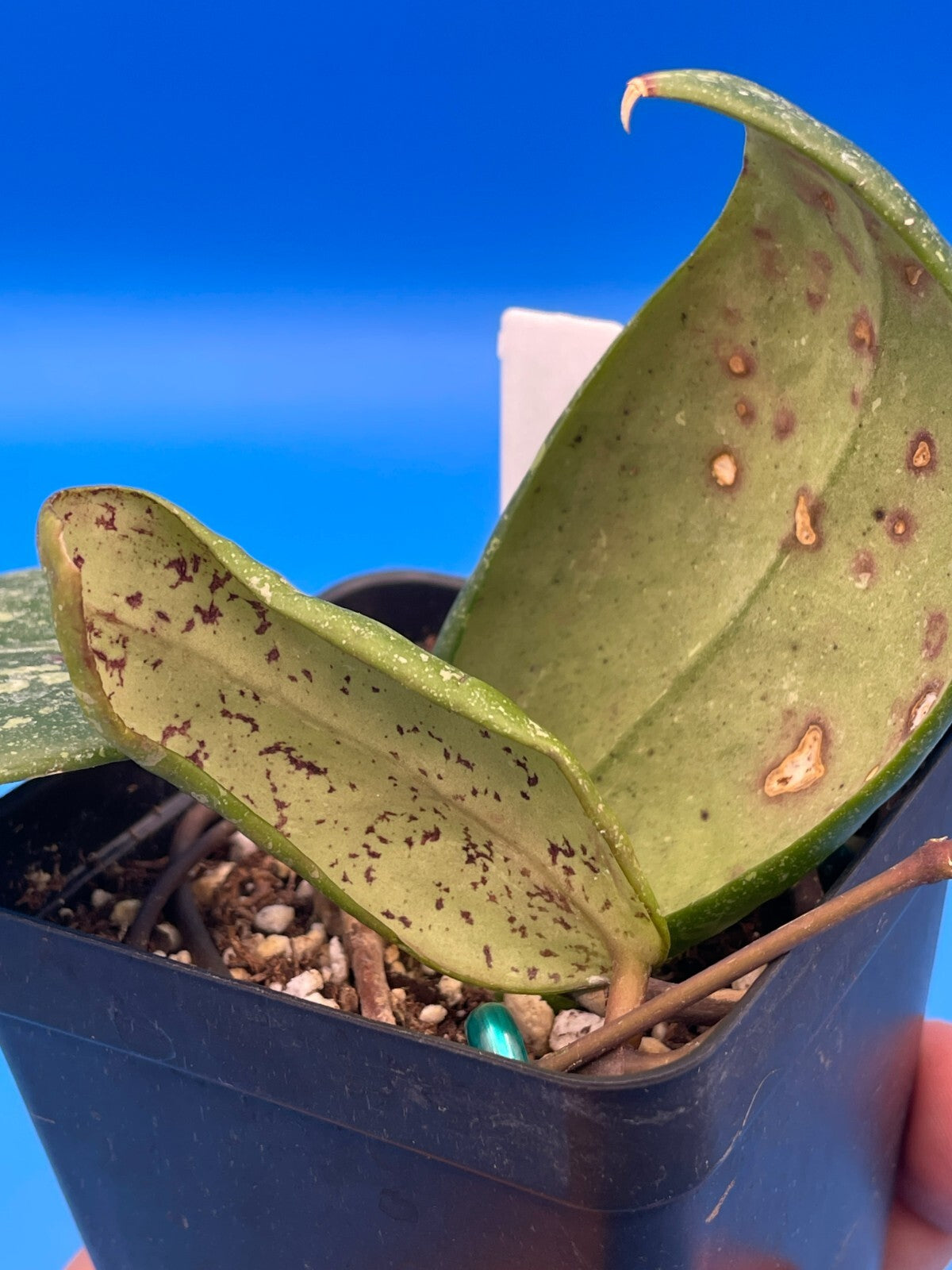 Hoya 'Vietnam AH001'  RARE! Exact Plant! Rooted  Grown In 3.5" Pot (2)