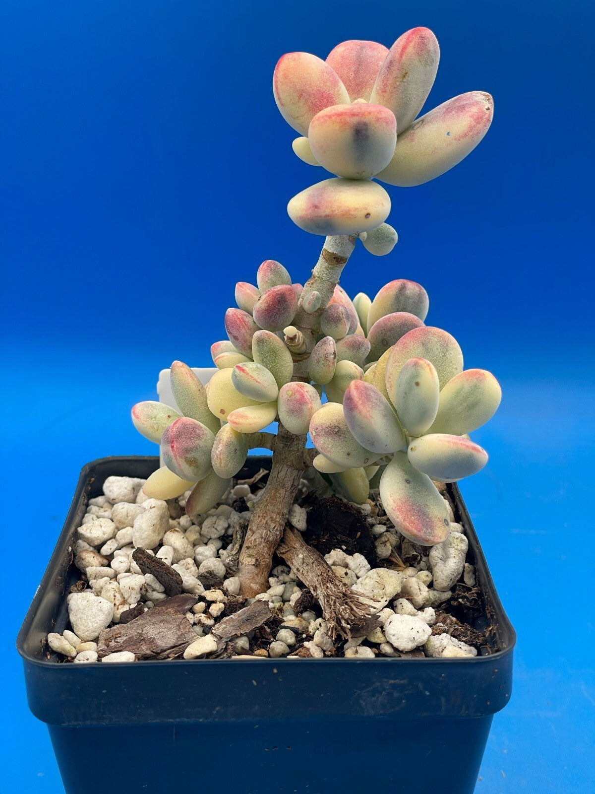 Cotyledon Orbiculata Var Oophylla f. Variegata! EXACT PLANT! Rare! 3.5" Pot (2)