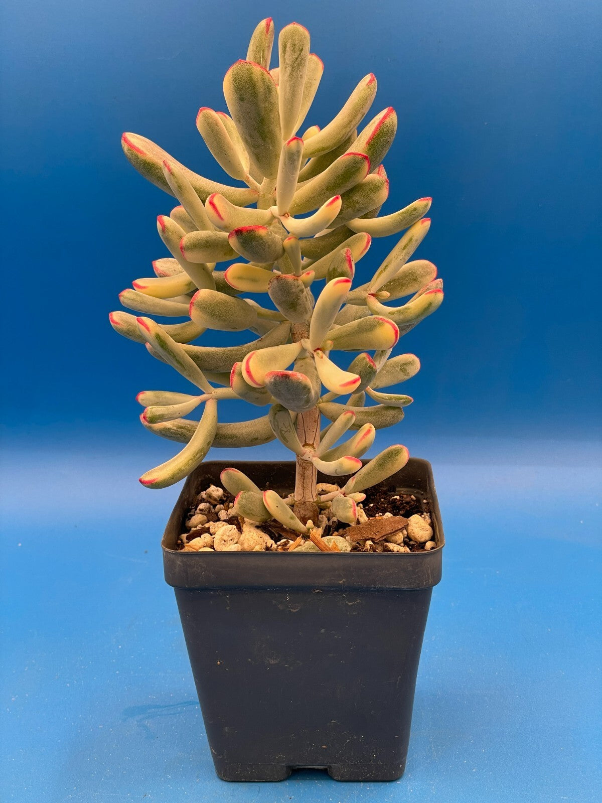 Cotyledon Orbiculata Flanaganii f. variegata! EXACT PLANT! Rare! 3.5" Pot (2)
