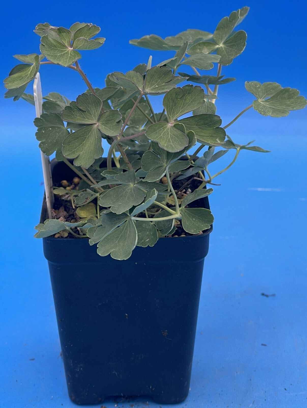Eastern Red Columbine Live Plant 3" Starter Pot - Aquilegia Canadensis