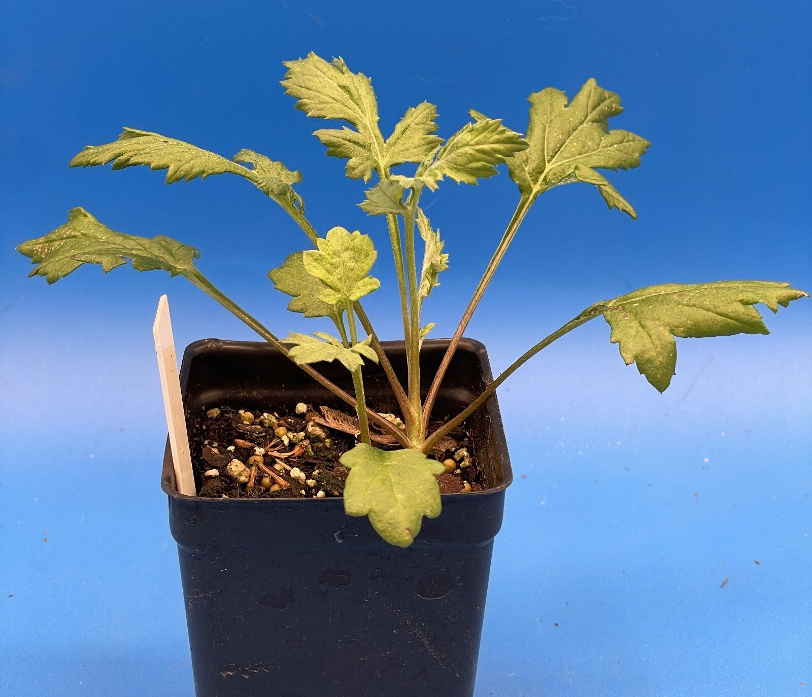Mugwort 3" Live Starter Plant - Artemisia vulgaris