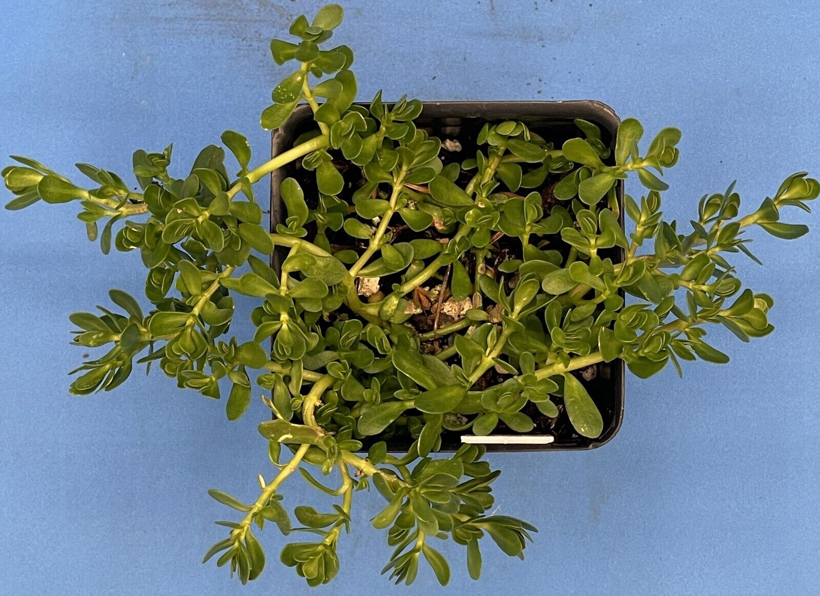 Brahmi 3" Starter Plant - Bacopa Monnieri