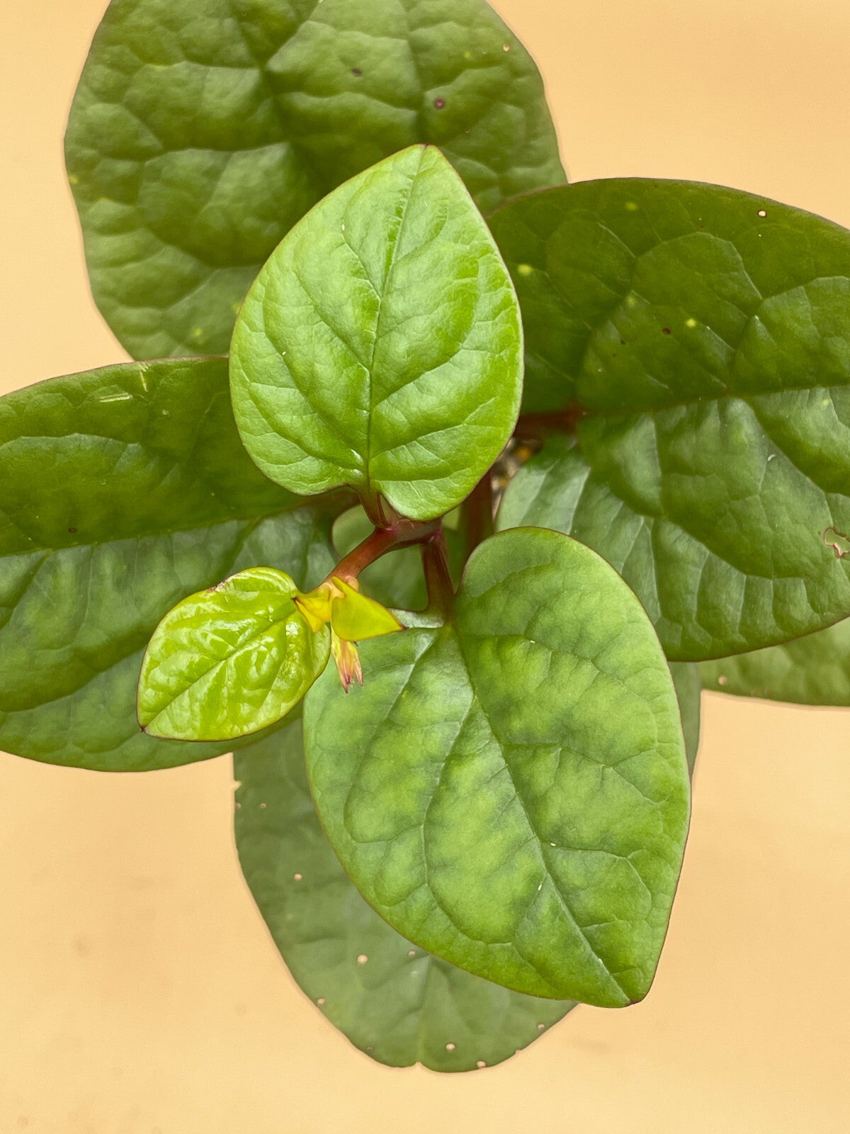 Malabar Spinach Red Live Plant 3" Starter Plant - Basella rubra