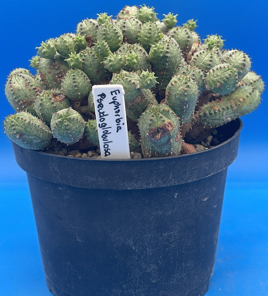 Euphorbia Pseudoglobulosa OLD XL Specimen Grown In 5.5" Pot - Exact Plant!
