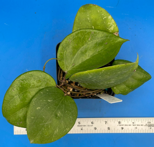 Hoya Balaensis Fully Rooted - Rare Hoyas XL Super Healthy! Grown In 3.5" pot (3)