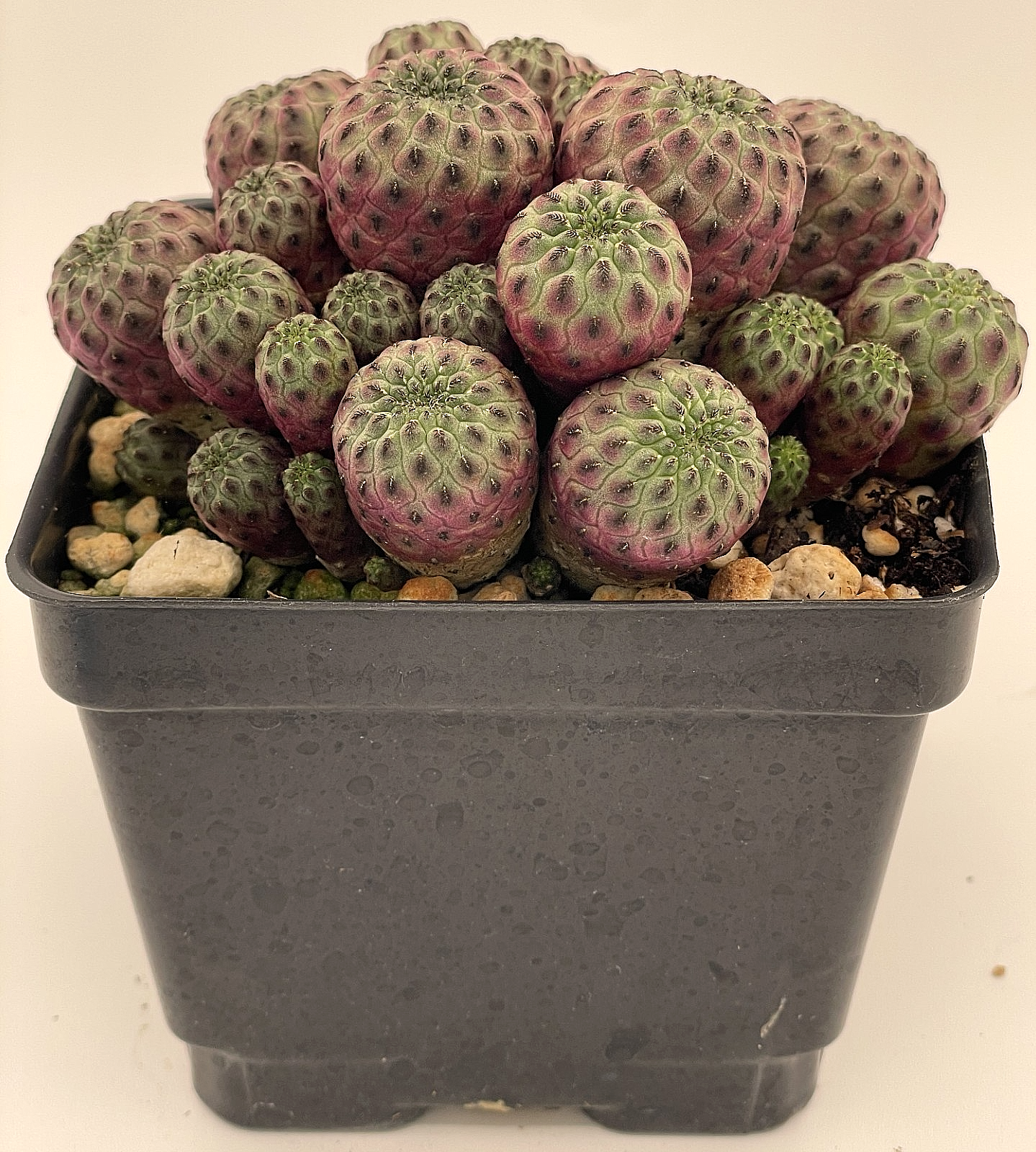 Sulcorebutia rauschii f. violacidermis Cactus 4.5" Pot -Multi Headed Very Happy!