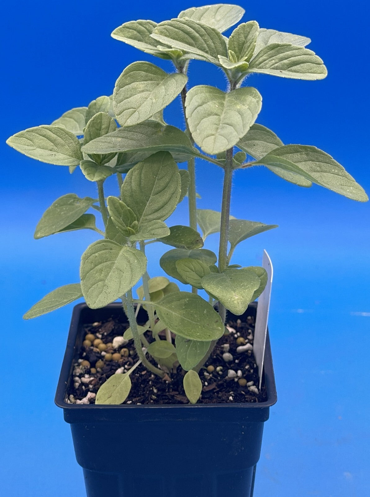 Camphor Basil Live Plant 3" Starter Pot - RARE! - Ocimum Kilimandscharicum