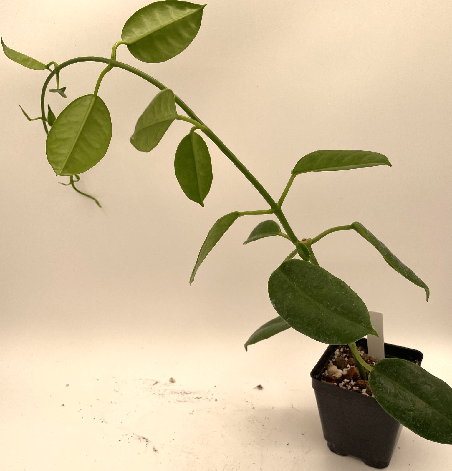 Hoya Ruthie Fully Rooted Grown In 3.5" pot - Eriostemma