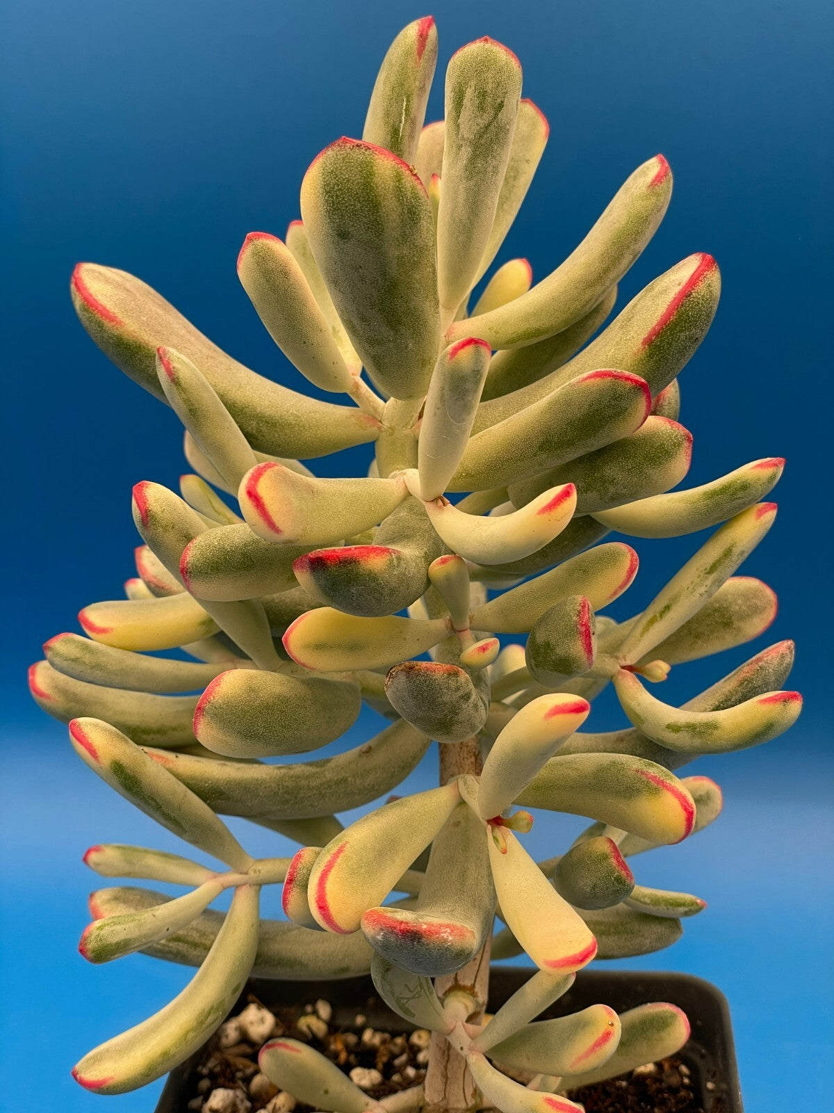 Cotyledon Orbiculata Flanaganii f. variegata! EXACT PLANT! Rare! 3.5" Pot (2)