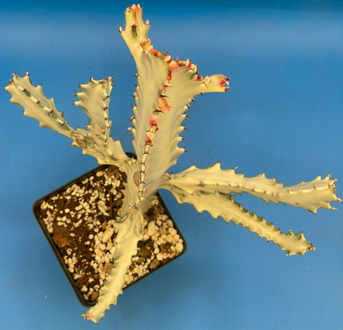 White Ghost Cactus Euphorbia Lactea 4.5" Super Healthy! The Four Armed Freak !-)