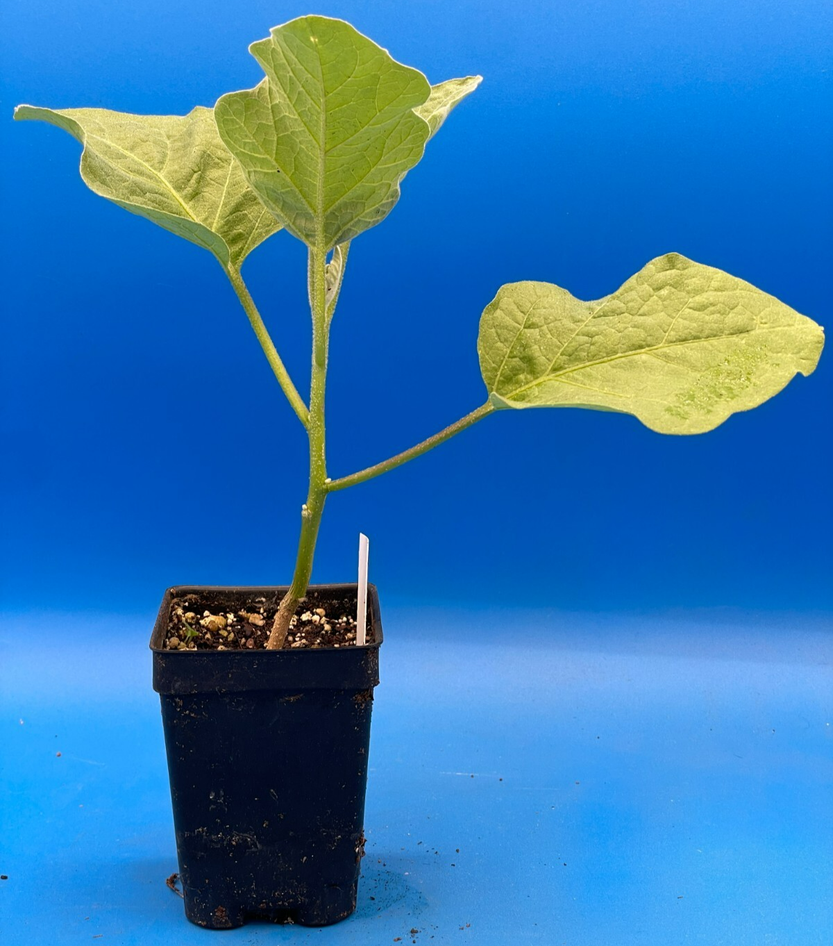 Eggplant, Ping Tung Long Live Plant 3" Starter Pot Solanum Melongena
