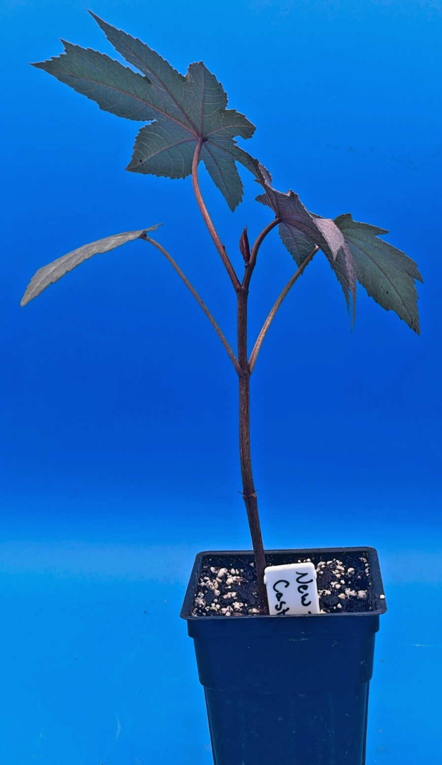 Castor, New Zealand Purple Live Plant 3" Starter Pot - R. communis