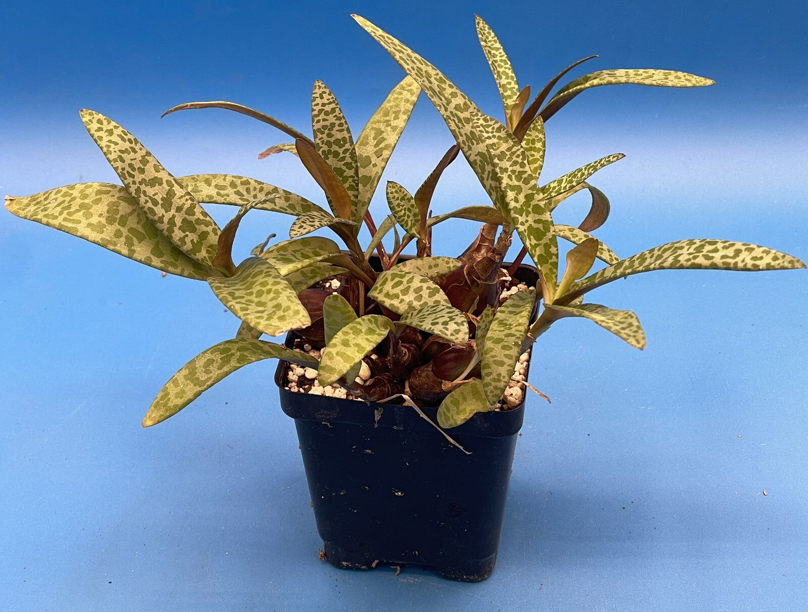 Silver Squill- Ledebouria socialis - Live Plant! Ships in 3.5 Inch Pot Shown!