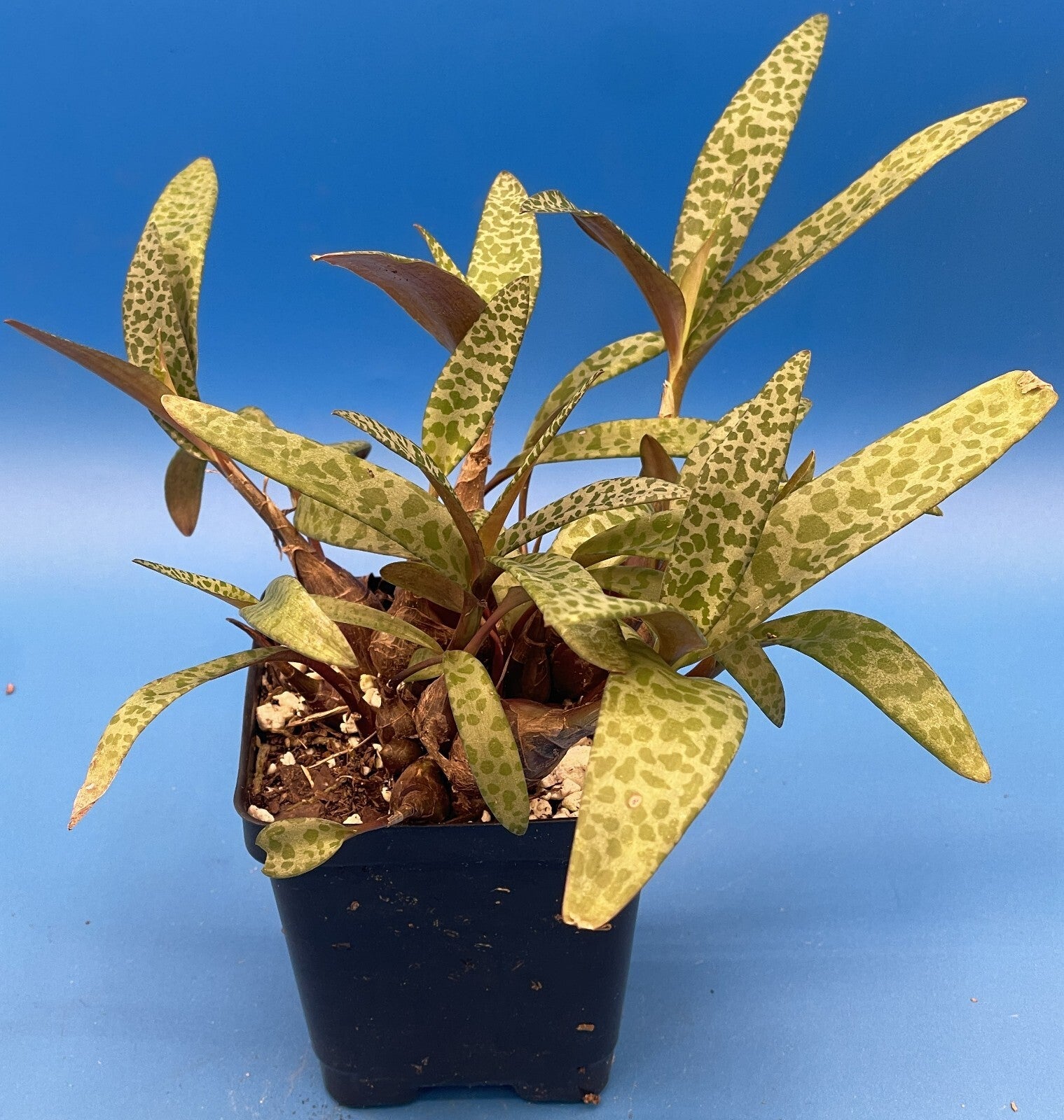 Silver Squill- Ledebouria socialis - Live Plant! Ships in 3.5 Inch Pot Shown!