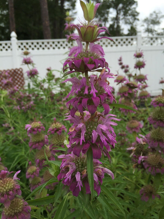 Lemon Beebalm/ Bergamot Starter 3" Plant - Monarda Citriodora