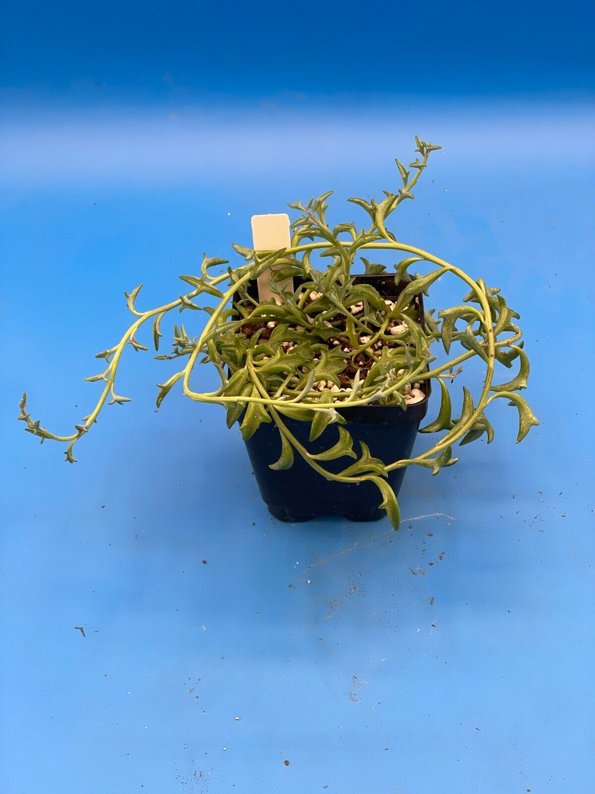 String of Dolphins - Senecio Peregrinus - Ships in 3.5” Pot