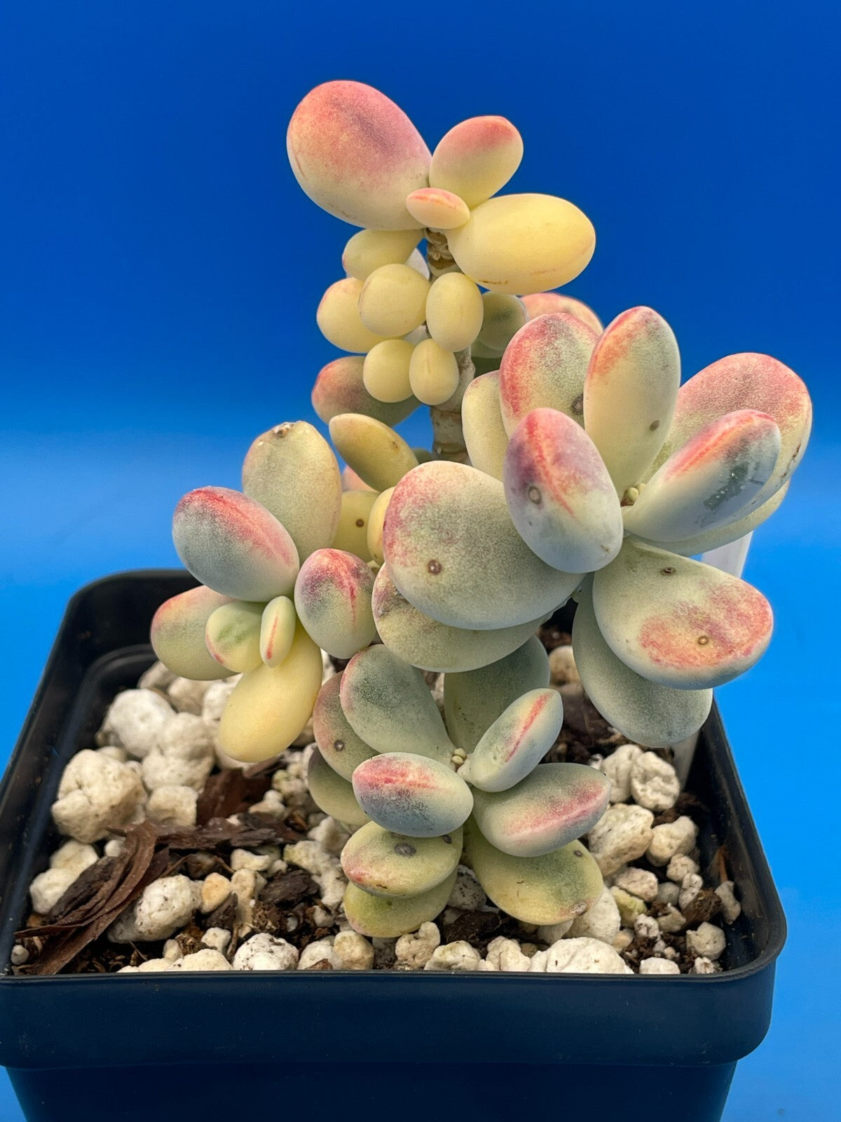 Cotyledon Orbiculata Var Oophylla f. Variegata! EXACT PLANT! Rare! 3.5" Pot (1)