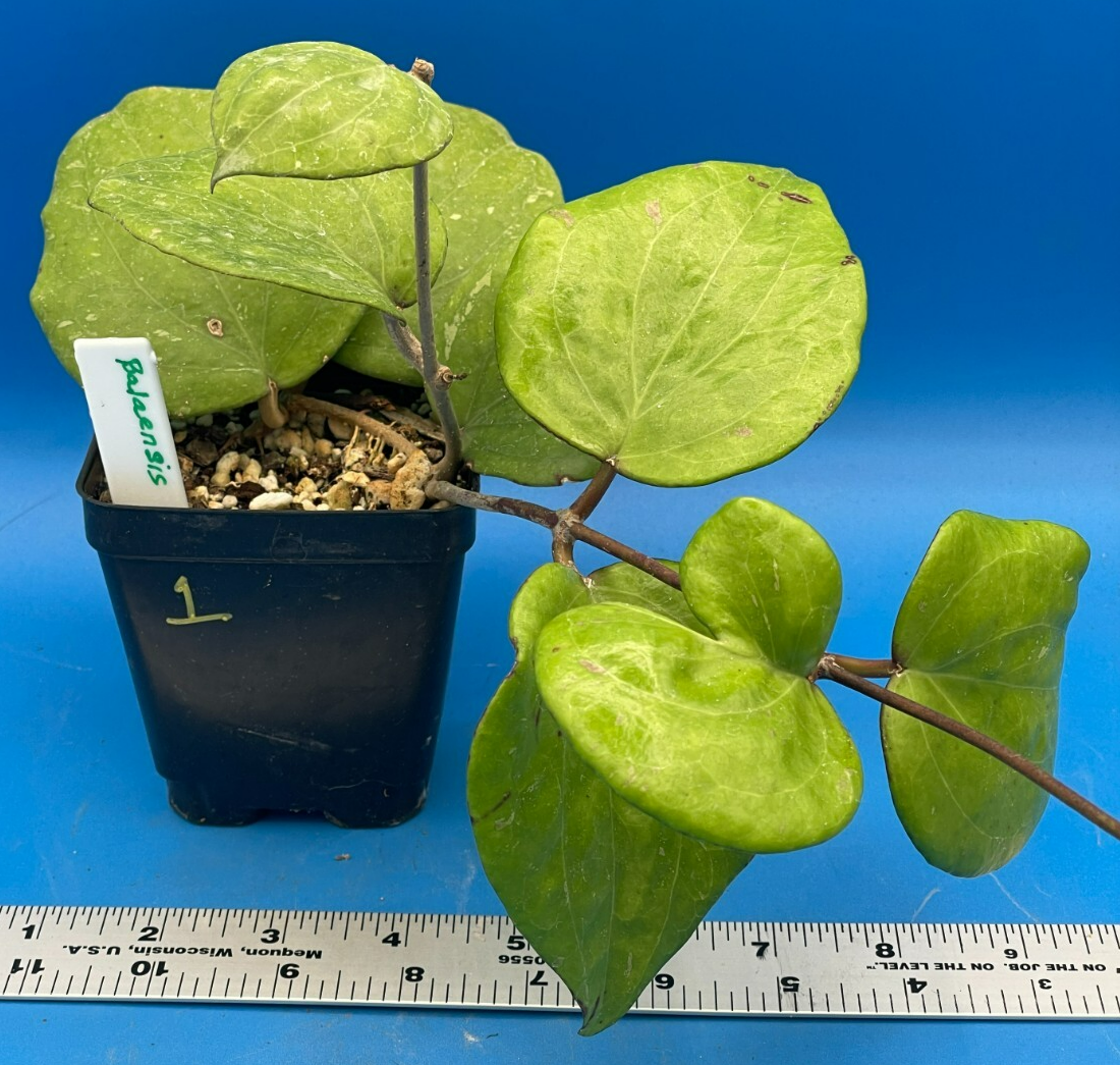 Hoya Balaensis Fully Rooted - Rare Hoyas XL Super Healthy! Grown In 3.5" pot (1)