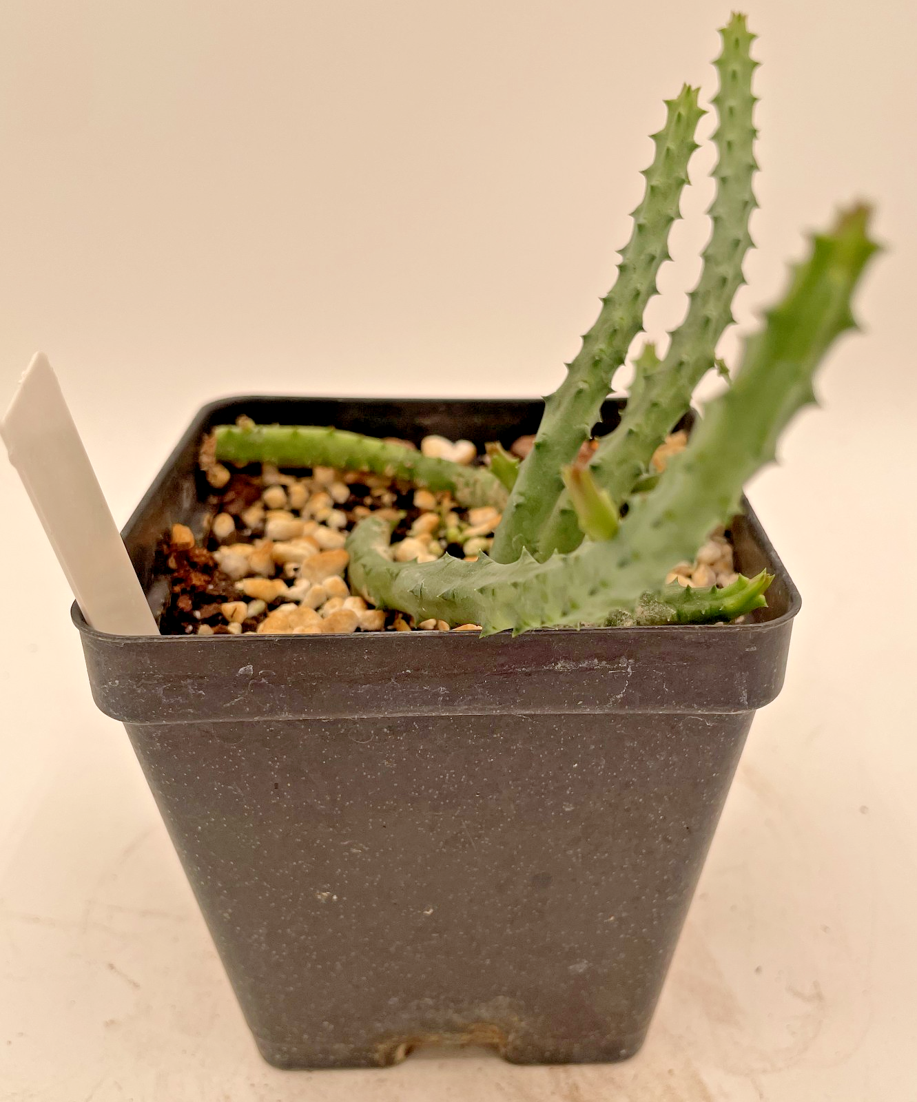 Huernia pendurata ROOTED And Growing In 3.5" Pot - Much Bigger Than A Cutting!
