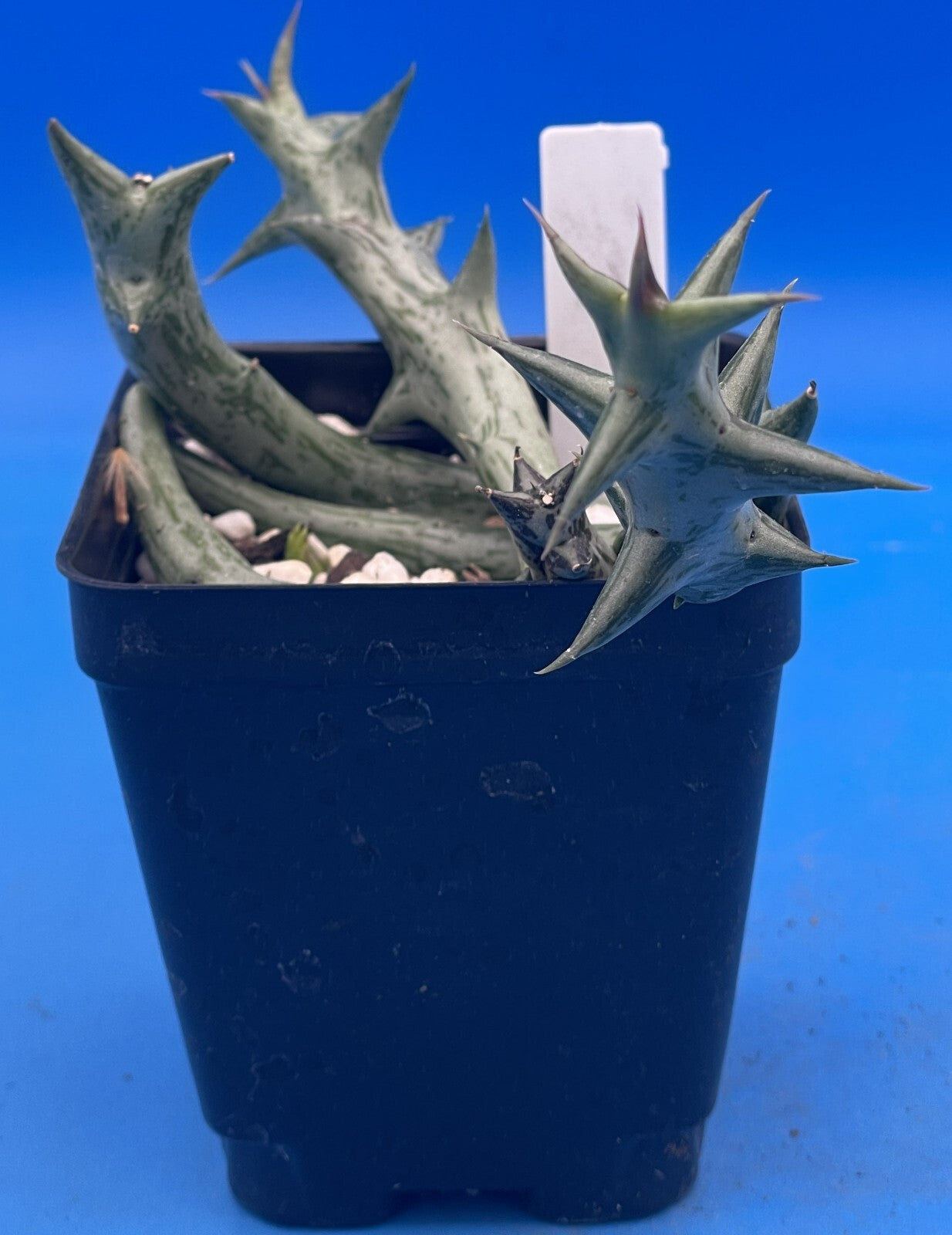Orbea Schweinfurthii  3.5" Pot WELL ROOTED! Orange Carrion Flower