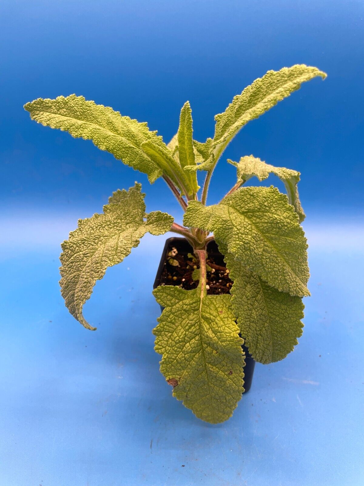 Pitcher Sage Starter Plant - Salvia spathacea -Amazing Pollinator Plant!