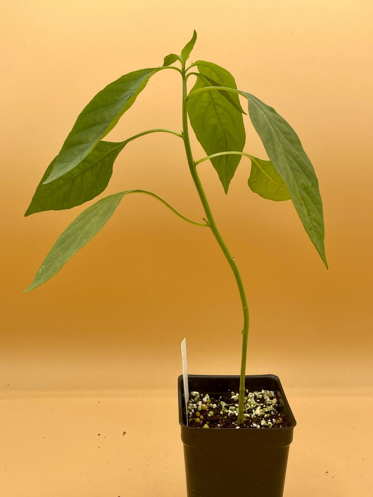 Prik Chi Faa Thai Pepper Live Plant 3" Starter Pot - Capsicum Annuum