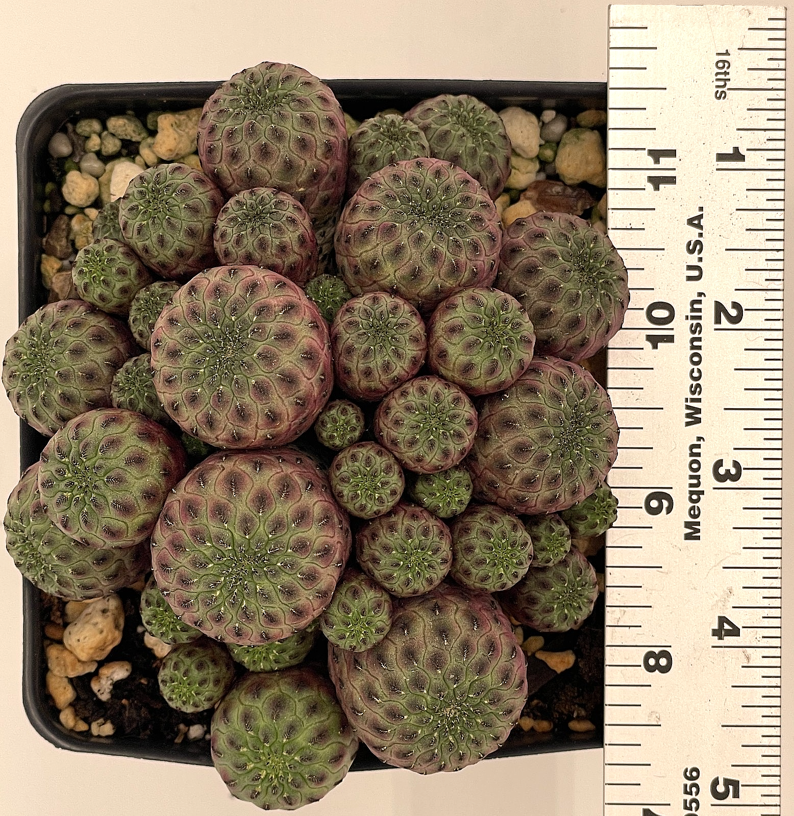 Sulcorebutia rauschii f. violacidermis Cactus 4.5" Pot -Multi Headed Very Happy!