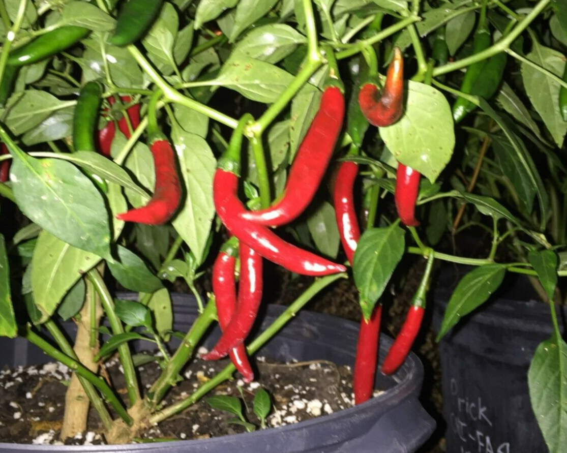 Prik Chi Faa Thai Pepper Live Plant 3" Starter Pot - Capsicum Annuum