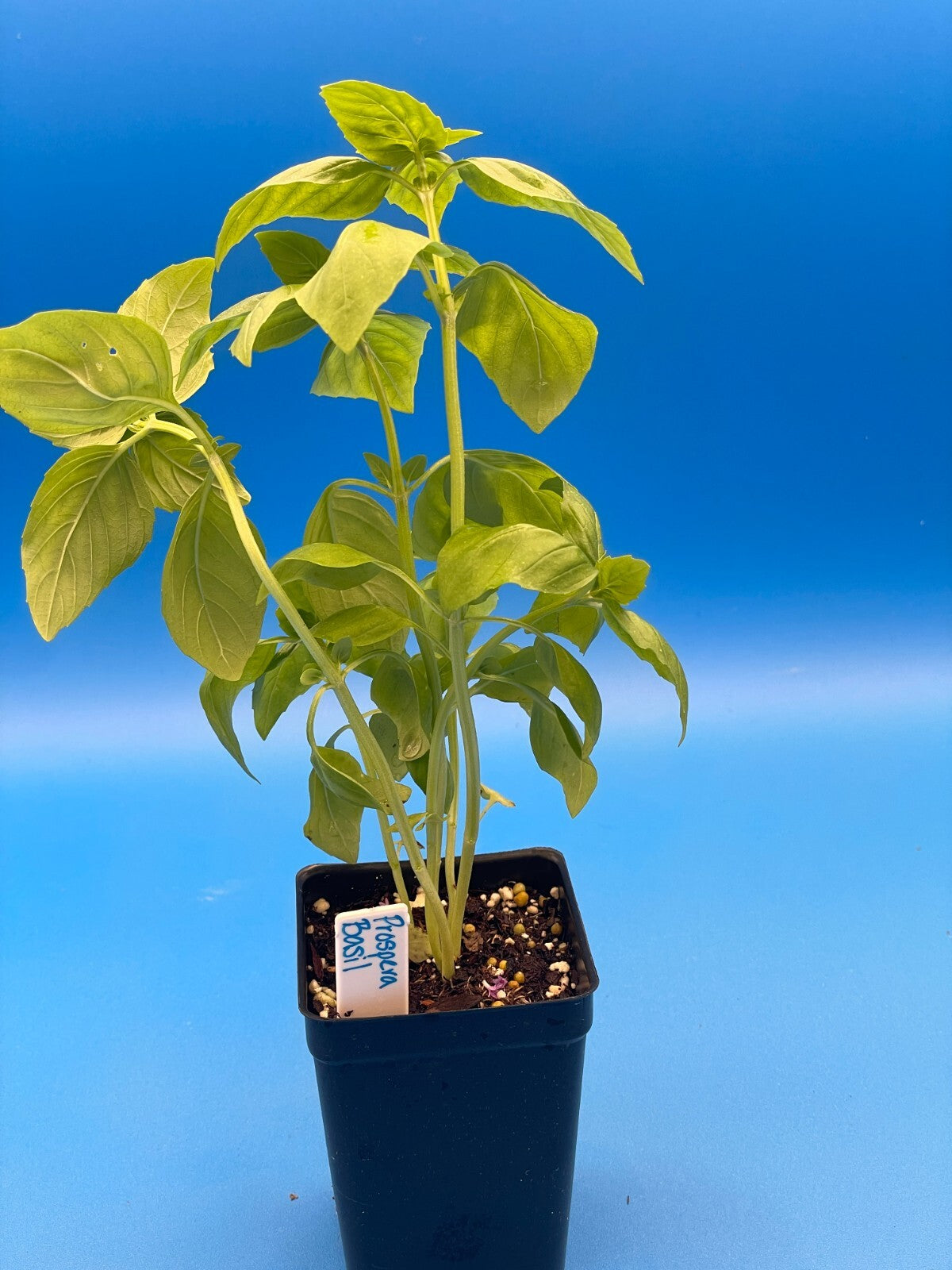 Basil, Sweet 'Prospera' -Live Plant 3" Starter Pot - Ocimum basilicum ‘Prospera'