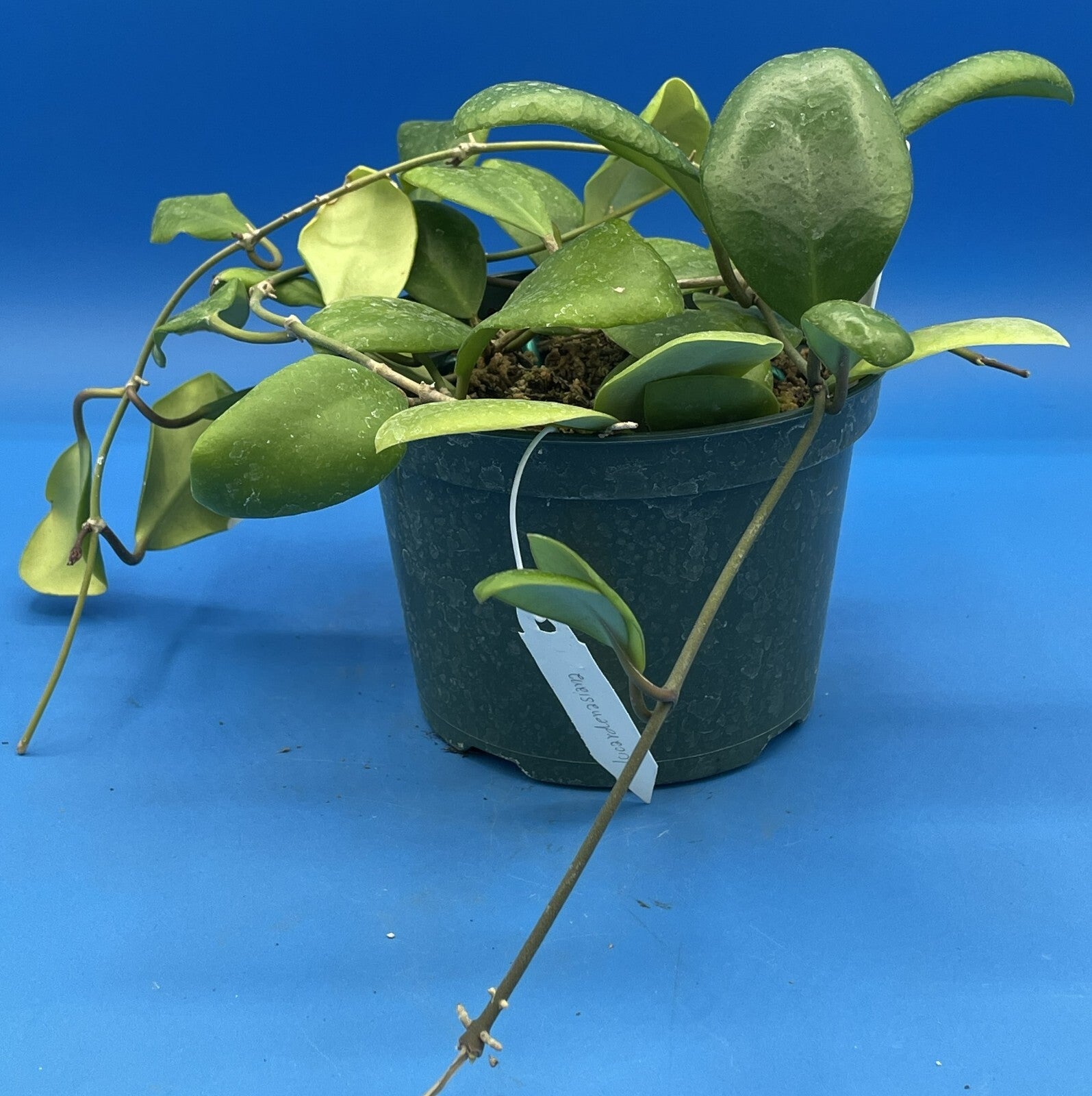 Hoya Lucardenasiana RARE! Exact Plant! Rooted - Grown In 5.5" pot - Very Healthy