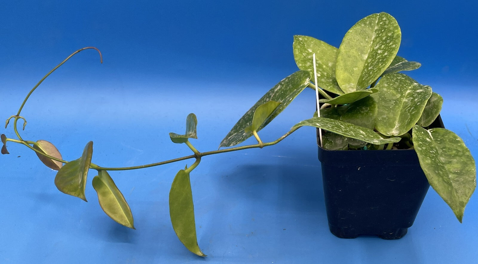 Hoya Archboldiana White Fully Rooted Grown In 3.5" pot - SO HEALTHY!