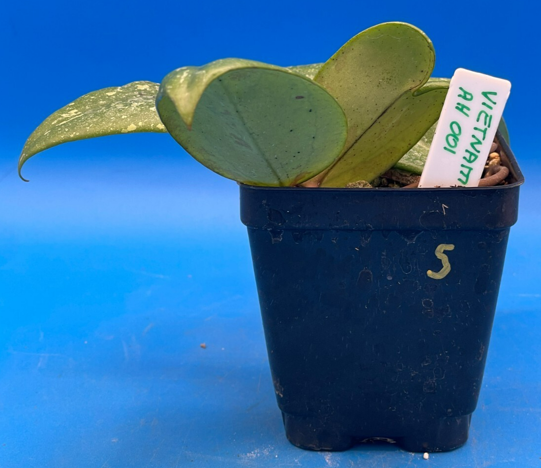 Hoya 'Vietnam AH001'  RARE! Exact Plant! Rooted  Grown In 3.5" Pot (5)