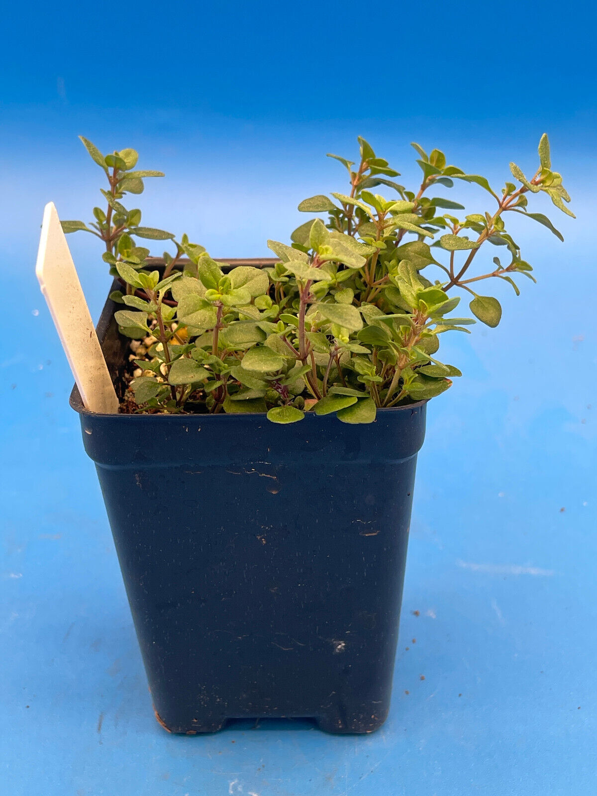Wild Thyme Live Plant 3" Starter Pot - Thymus praecox