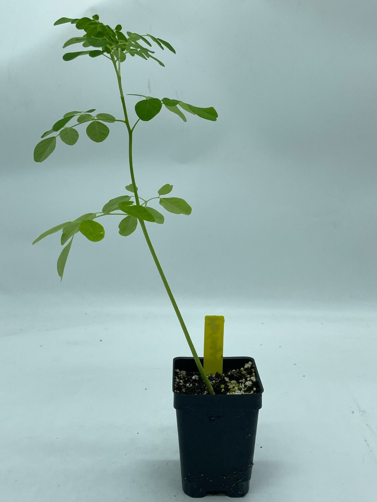 Moringa olifera Live Plant 3" Starter Pot - Horseradish Tree SUPERfood!