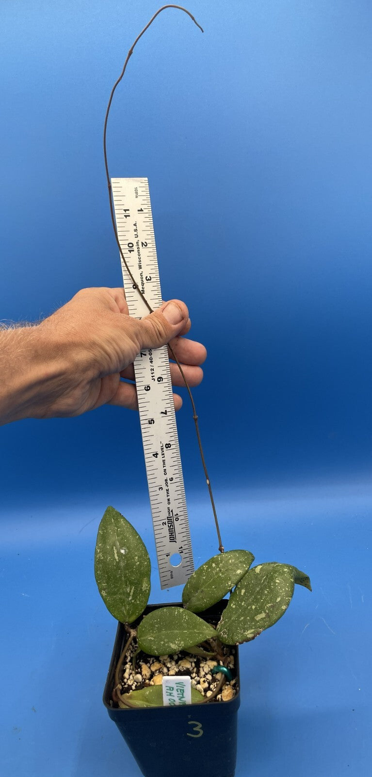 Hoya 'Vietnam AH001'  RARE! Exact Plant! Rooted  Grown In 3.5" Pot (3)