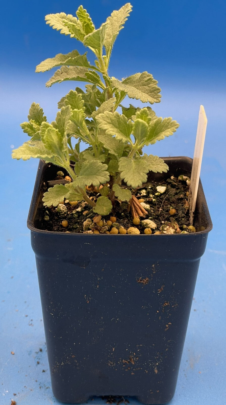Germander Live Plant 3" Starter Pot - Teucrium Chamaedrys