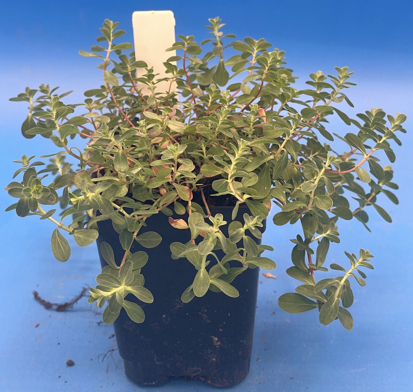 St John's Wort Live Plant 3" Starter Pot - Hypericum