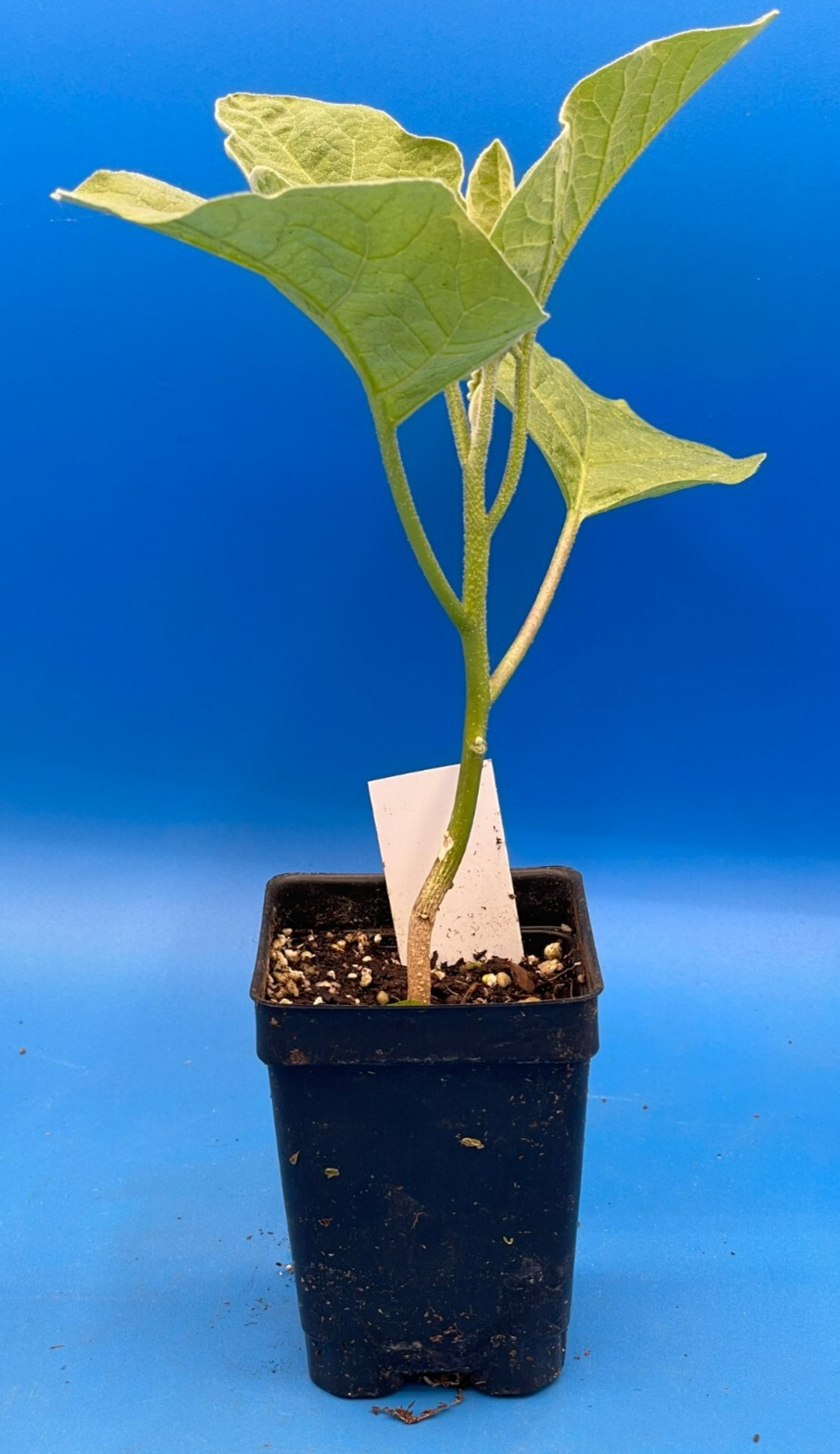 Eggplant, Ping Tung Long Live Plant 3" Starter Pot Solanum Melongena