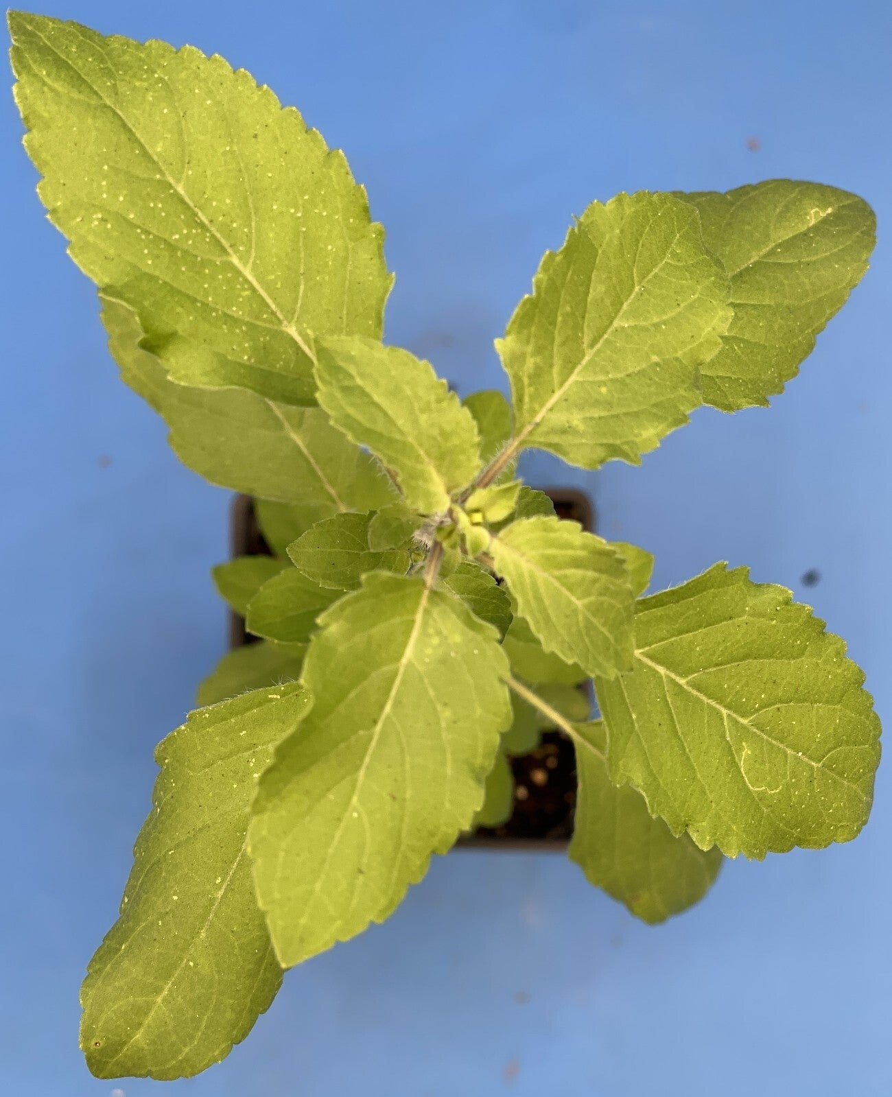Tulsi, Rama - Live Plant 3" Starter Pot - Holy Basil - Ocimum Sanctum
