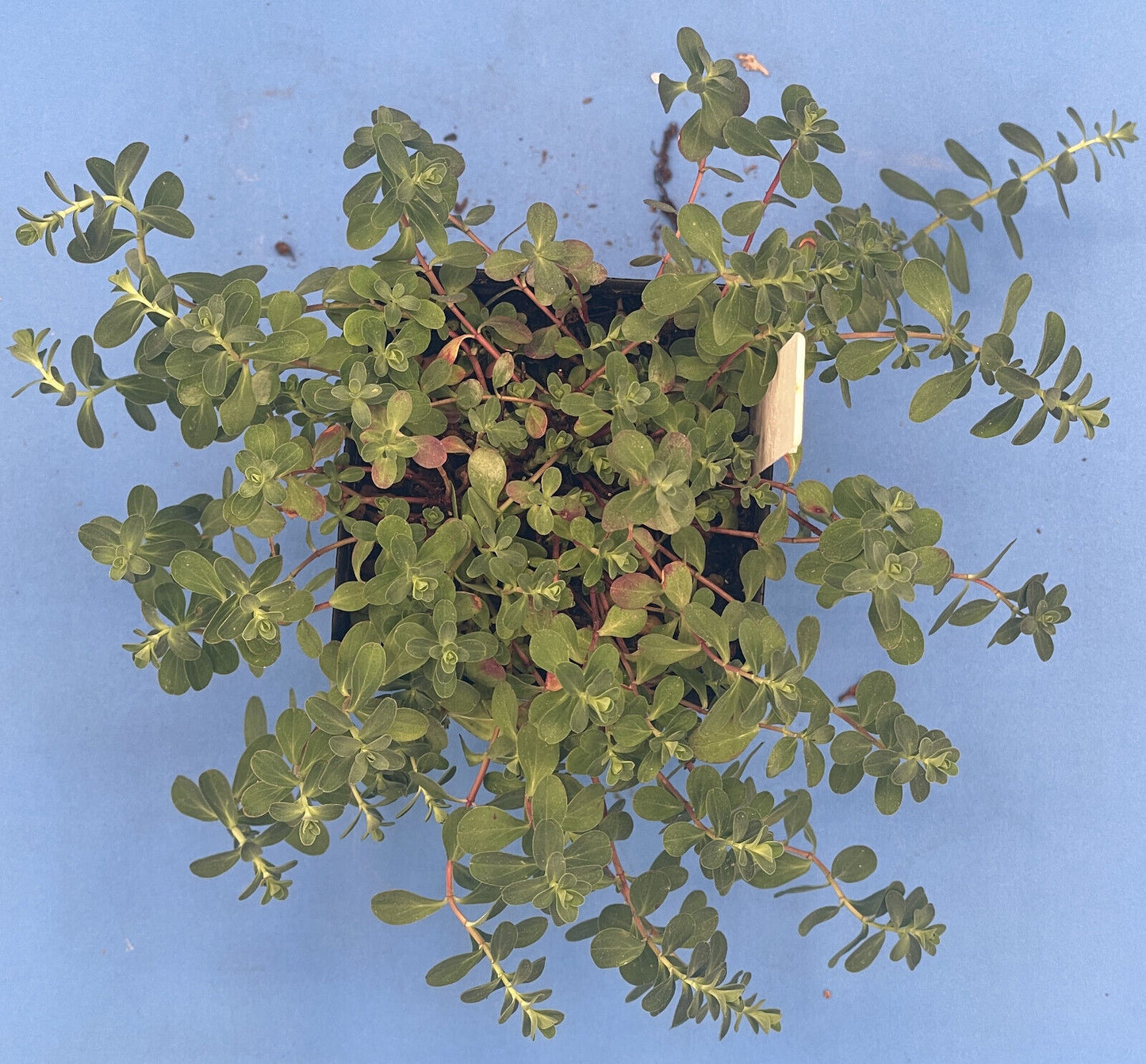 St John's Wort Live Plant 3" Starter Pot - Hypericum