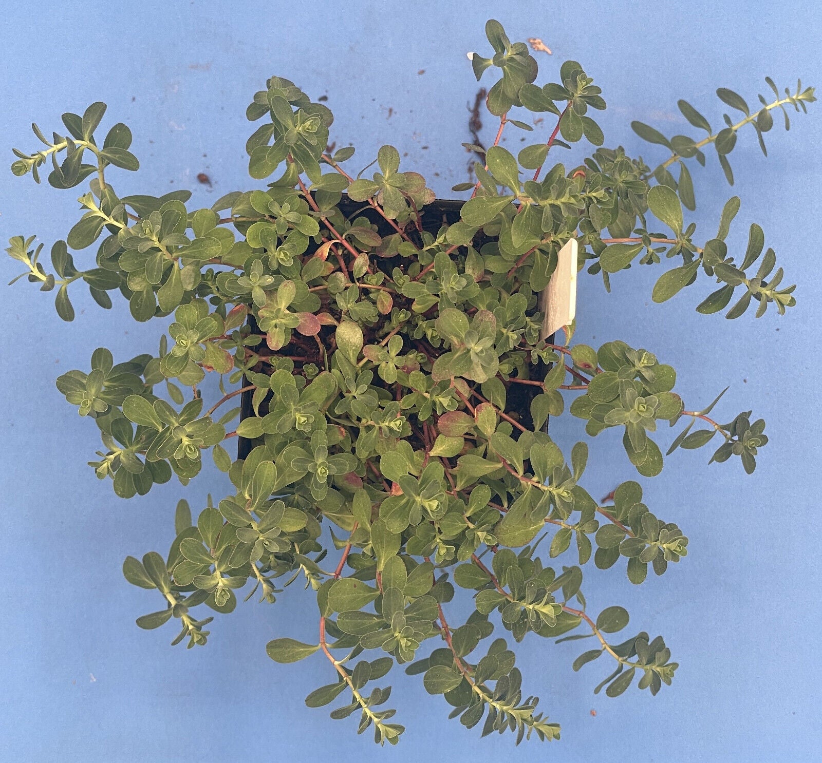 St John's Wort Live Plant 3" Starter Pot - Hypericum